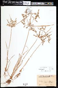 Cyperus iria image