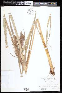 Cyperus distans image