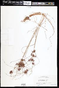 Cyperus cruentus image