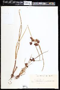 Cyperus difformis image