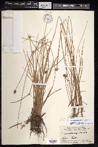 Cyperus albescens image