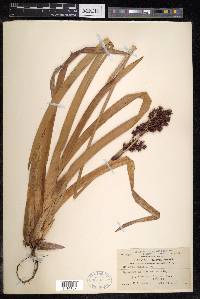 Cladium latifolium image