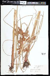 Cyperus glomeratus image