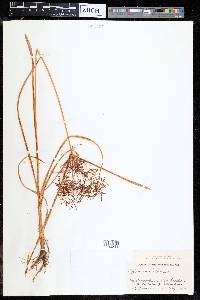 Cyperus distans image