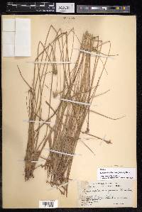 Cyperus albescens image