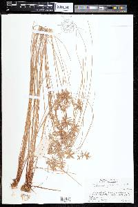 Cyperus cruentus image