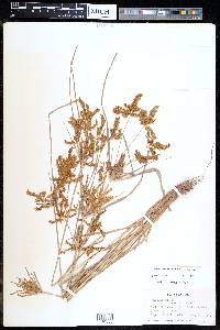 Cyperus iria image