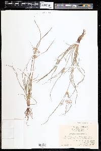 Cyperus compressus image