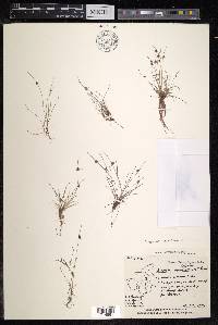 Cyperus neochinensis image
