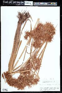 Cyperus compactus image