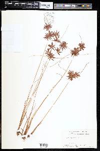 Cyperus cruentus image