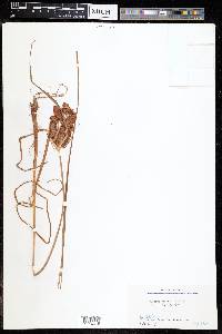 Cyperus glomeratus image