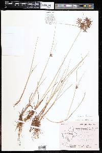 Cyperus flavidus image