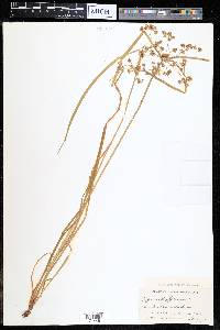 Cyperus difformis image