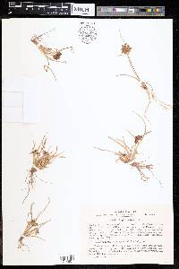 Cyperus fuscus image