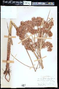 Cyperus compactus image