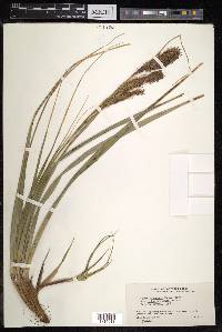 Carex wahuensis image