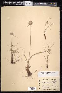 Cyperus niveus image