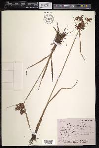 Cyperus pilosus image