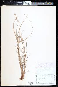 Cyperus compressus image