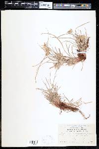 Cyperus compressus image