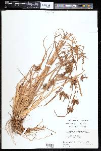 Cyperus iria image