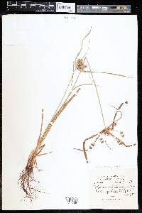 Cyperus cyperoides image