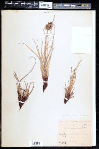 Cyperus conglomeratus image