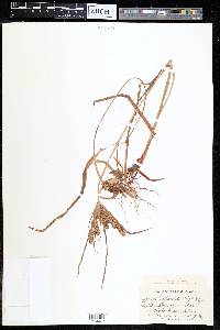 Cyperus cyperoides image