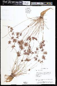Cyperus cruentus image