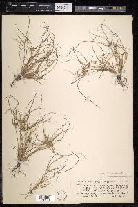 Cyperus pygmaeus image