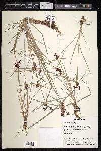 Cyperus sanguinolentus image
