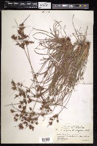 Fimbristylis dichotoma image