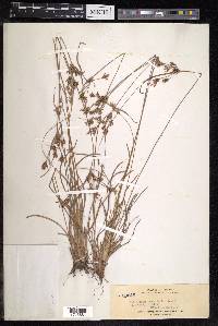 Fimbristylis annua image