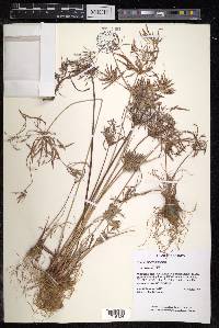 Cyperus sphacelatus image