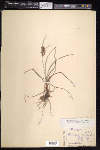 Fimbristylis dichotoma image