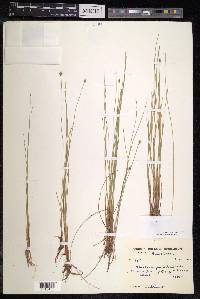 Eleocharis quinqueflora image