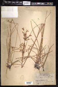 Fimbristylis annua image