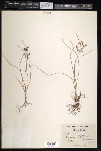 Fimbristylis dichotoma image