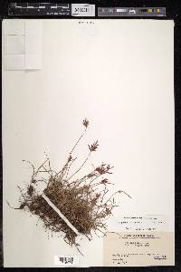 Cyperus rotundus image