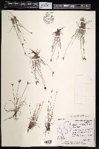 Fimbristylis dichotoma image