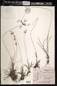 Fimbristylis dichotoma image