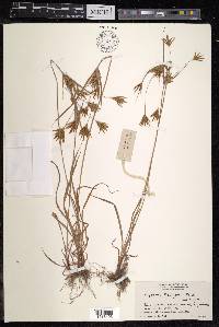 Cyperus zollingeri image