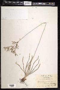 Fimbristylis complanata image