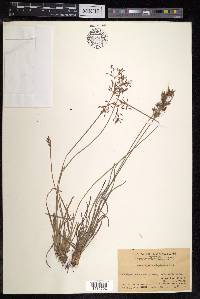 Fimbristylis complanata image