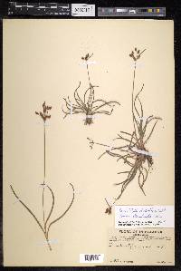 Fimbristylis annua image