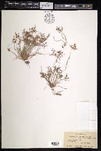 Fimbristylis dichotoma image