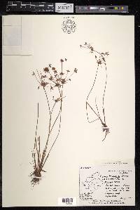 Cyperus tenuispica image