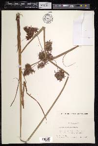 Cyperus serotinus image