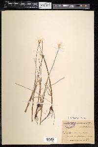 Eriophorum scheuchzeri image